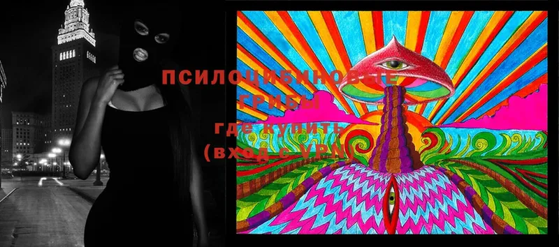 купить   Кукмор  Псилоцибиновые грибы Cubensis 